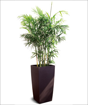 夏威夷椰子(zi)盆栽 大(da)型植物(wù) 室內(nei)淨化空氣(qi)吸(xi)甲醛盆景觀賞植物(wù)