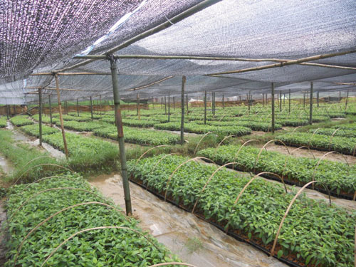 重(zhong)慶植物(wù)租賃(苗圃基地)