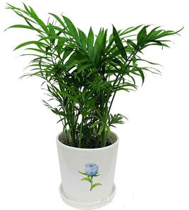 植物(wù)租賃袖珍椰子(zi)