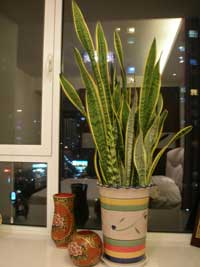 植物(wù)租擺虎皮蘭