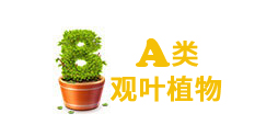重(zhong)慶綠植租賃